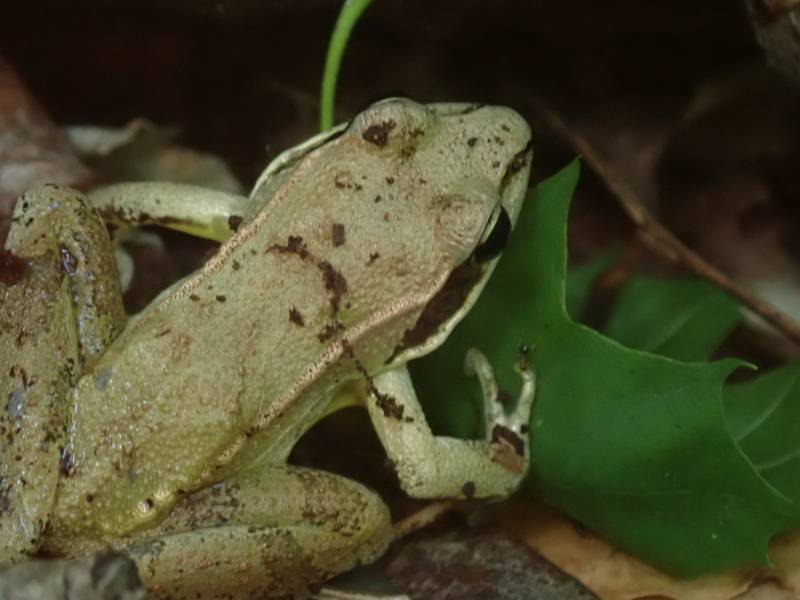 Lithobates sylvaticus (Wood Frog)
